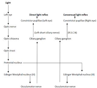 free medical stuff for students: light reflex pathway