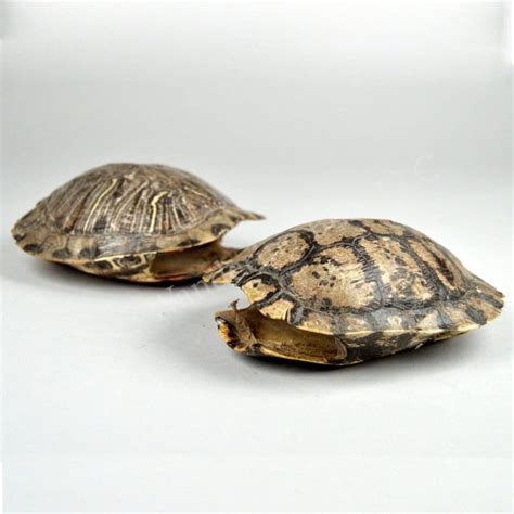 Turtle Shell - Natural Shell - The Wandering Bull, LLC