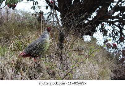 1,158 Blood pheasant bird Images, Stock Photos & Vectors | Shutterstock