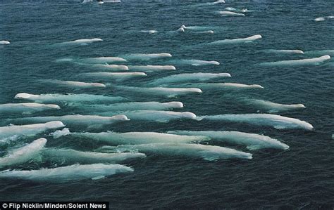 Beluga migration: Thousands of beluga whales gather at Somerset Island in Canada - Strange Sounds