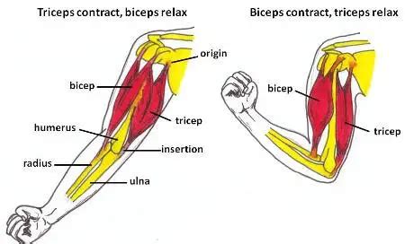 Difference between Biceps and Triceps - Difference.Guru