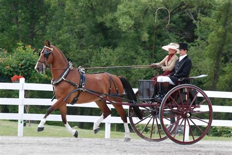 SPECIAL EVENT | Walnut Hill Carriage Driving Competition | Choice Events | CITY News. Arts. Life.