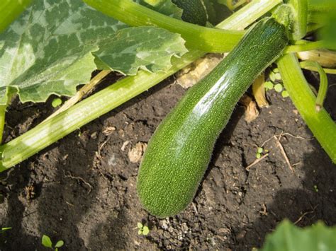 Learn About The Reasons For Zucchini Fruit Drop