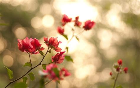 Branches Leaves Flowers Pink Nature Bokeh wallpaper | 1680x1050 | #22658