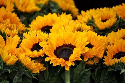 🌻 Blossoming Images of Sunflowers · Pexels · Free Stock Photos