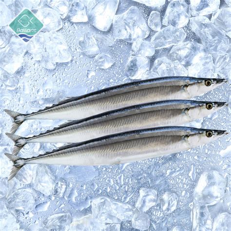 Pacific Saury (Mackerel Pike)