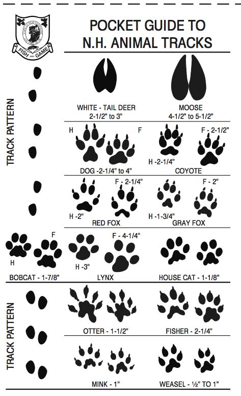 fisher cat paw tracks - Rosaura Batten