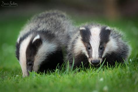 Badger cubs - Drew Buckley Photography ~ Pembroke, Pembrokeshire