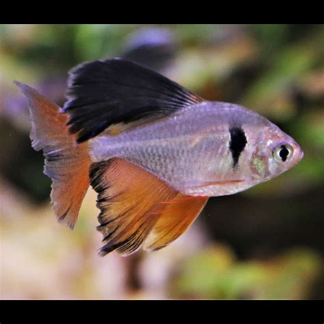 Longfin Serpae Tetra - Planted Tank Mates