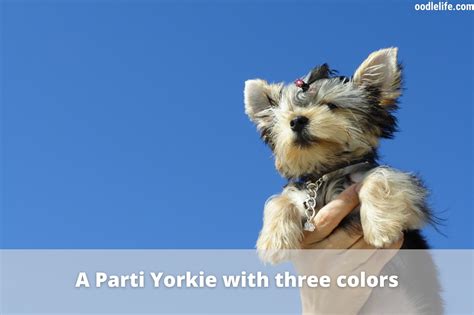 Yorkie Colors - Yorkshire Terrier Coat Colors [Photo Guide And Infographic] - OodleLife®