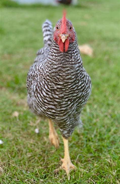 STEWIE one of our young Barred Rock Roosters 🐔 strutting his stuff : r/BackYardChickens