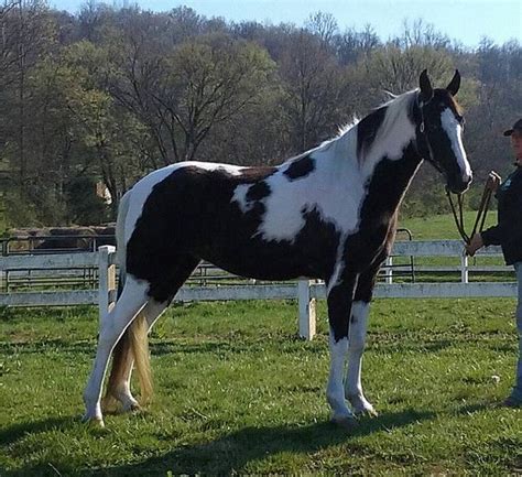 Gaited Trail Horses For Sale | Heavens Gait Farm | Trail horses for sale, Horses, Horses for sale