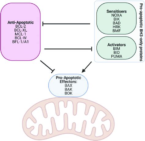 BCL-2 protein family interactions. The BCL-2 protein family ...