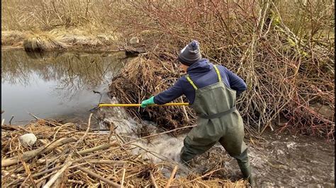 Beaver dam removal || Fast draining. - YouTube