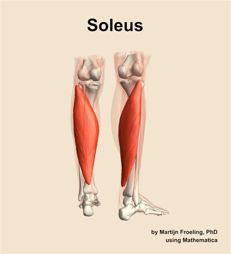 The soleus muscle of the leg