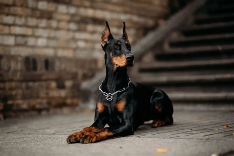 Doberdor Dog: A Guide to the Doberman-Labrador Mix Breed - allpaws.com