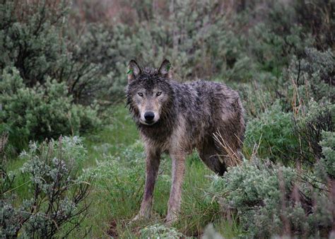 Officials approve killing up to 4 wolves in eastern Oregon - oregonlive.com