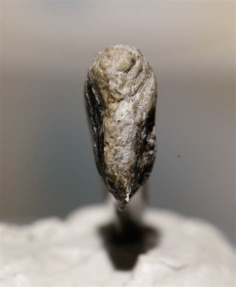 Deinonychus Tooth? - Fossil ID - The Fossil Forum