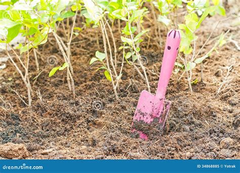 Close Up of Organic Soil Surface Background Stock Image - Image of life, ground: 34868885