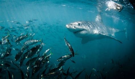 Great White Shark Facts with White Shark Diving Company