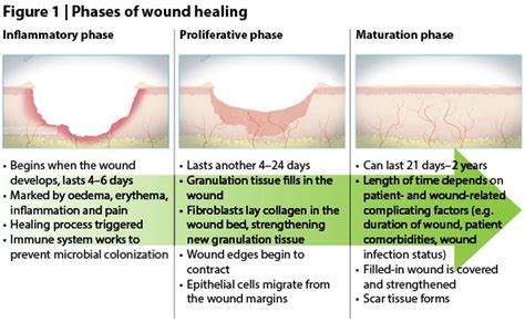 Surgical Wound Healing Stages