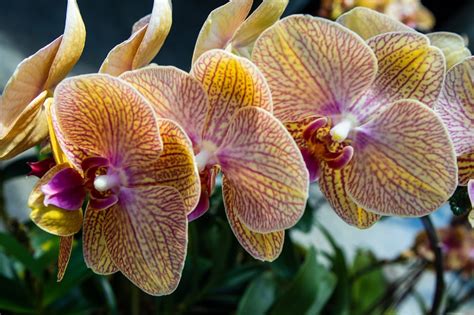 Orchids Gold Plant - Free photo on Pixabay - Pixabay