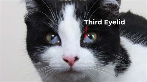 Understanding the Third Eyelid in Cats and Underlying Health Concerns