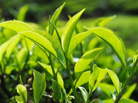 Tea Leaves Growing - Green Queen