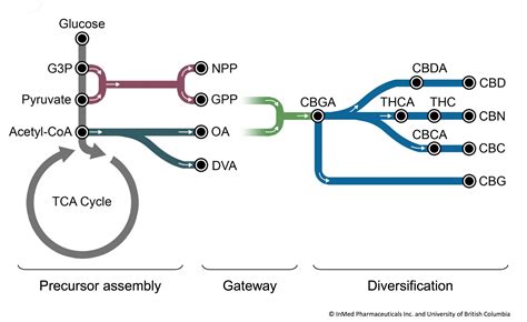 Cannabis & Biosynthesis | Terpenes & Testing Magazine