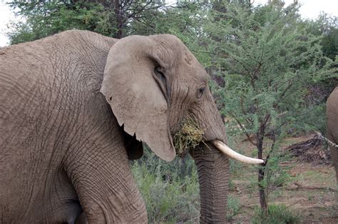 Free Images : wildlife, zoo, mammal, fauna, safari, wild animals, indian elephant, african ...