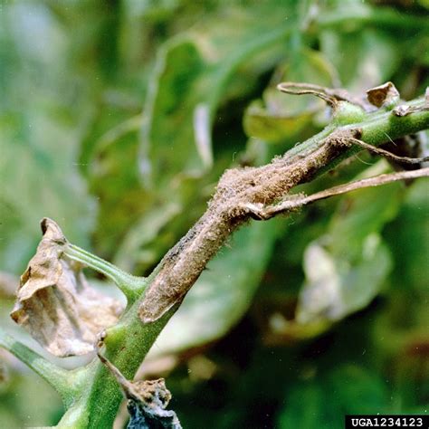 Early Blight – Earthwise Agriculture