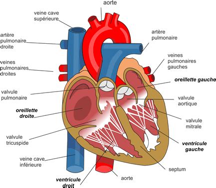 Courir : - Systèmes cardio-vasculaire et cardio-respiratoire