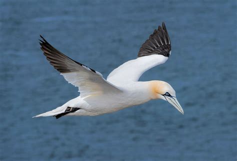 Gannet | Seabird, Marine Predator, Diving | Britannica