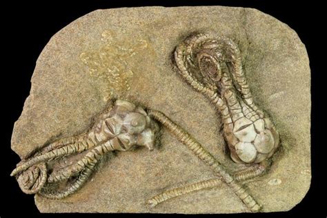 4.1" Plate of Two Jimbacrinus Crinoid Fossils - Australia For Sale (#146166) - FossilEra.com