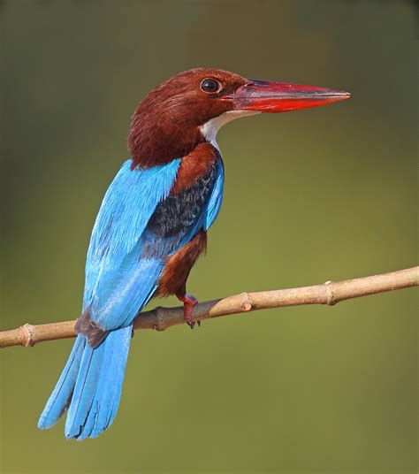 Hunting White-throated Kingfishers