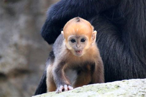 Rare bright orange monkey born at Taronga Zoo - Australian Geographic