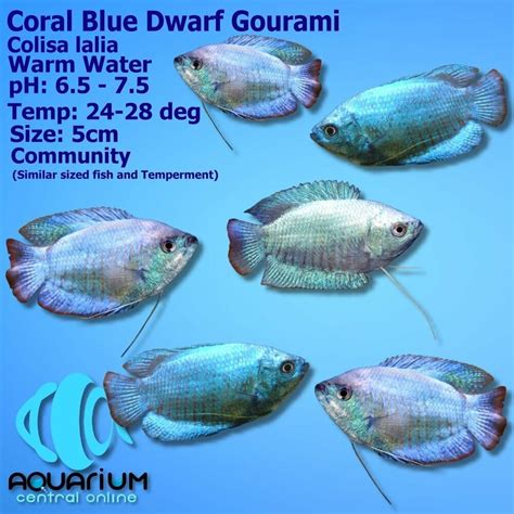 Dwarf Gourami Female