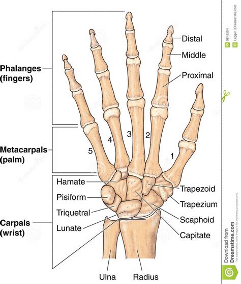 Pin by Rachel Finazzo on Anatomy for the Artist/ Reference | Hand bone anatomy, Hand bone ...