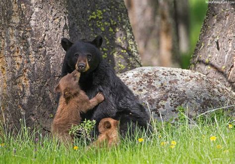 Wildlife Photography Guide to Yellowstone National Park | Nature TTL