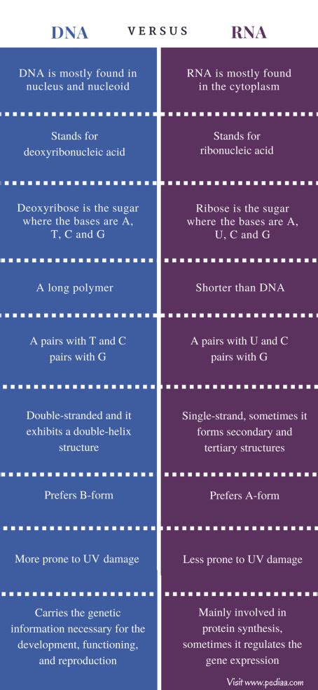 Describe 3 main differences between rna and dna. Describe three ...