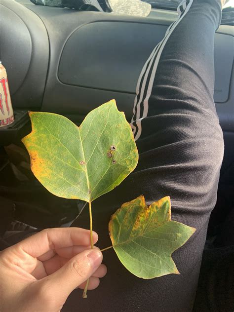 Is this poplar? : r/treeidentification