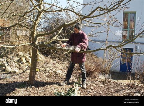 Pruning apple tree hi-res stock photography and images - Alamy