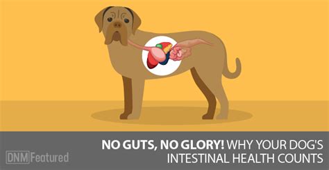 No Guts, No Glory! Why A Healthy Gut Matters To Your Dog