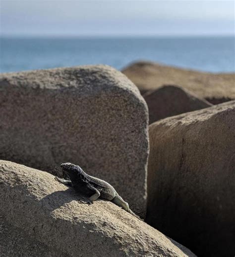 Things to Do in Arica Chile: Visiting Sea Caves | WanderBIG.com