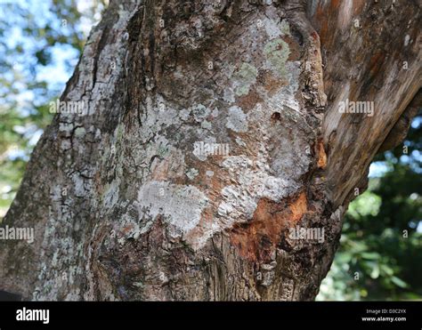 Cinnamon tree bark hi-res stock photography and images - Alamy