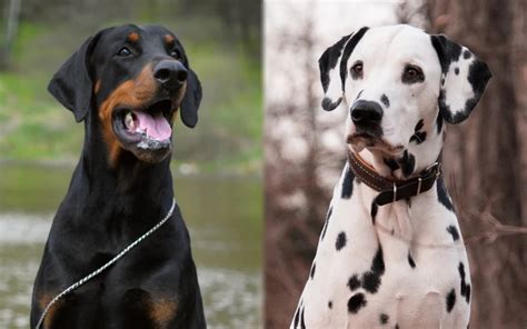 Doberman Dalmatian Mix: Pictures, Care Guide, Temperament & Traits | Hepper