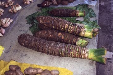 Giant taro Edible Plant