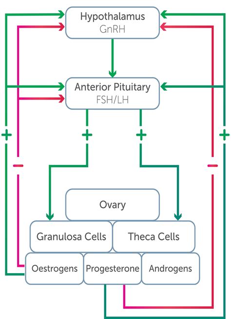 Exercise and the ovarian hormones – O&G Magazine