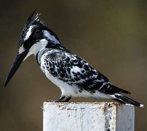 Pied kingfisher | Birds of India | Bird World