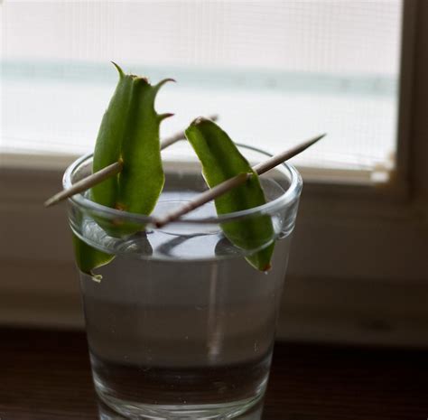 Urban Dream 35: Starting Christmas Cactus From Cuttings